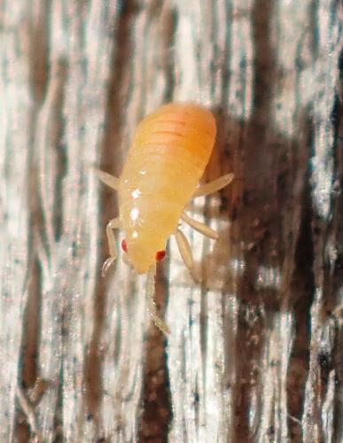 Orius sp.